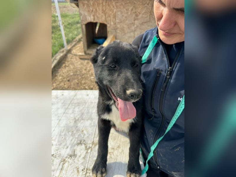 Wolle, lustiger Hundebub sucht sein Glück