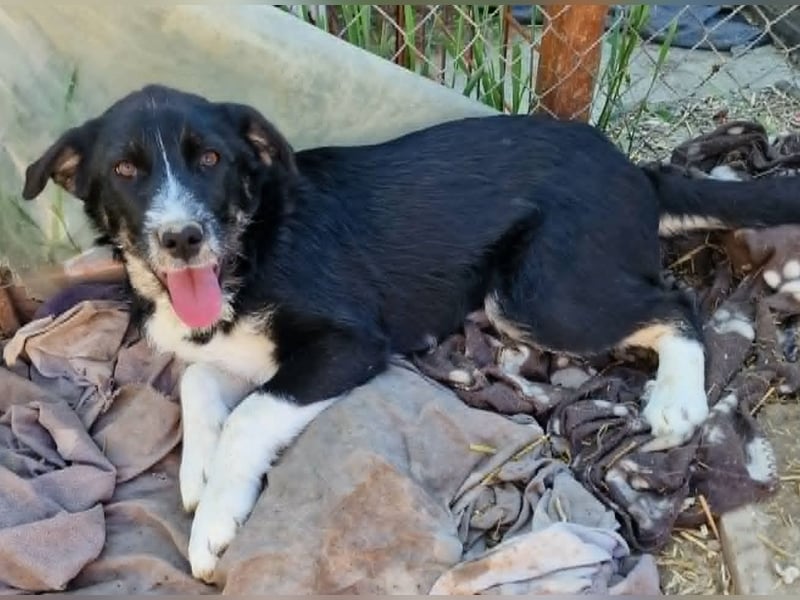 Toffy, kleines Hundemädchen sucht liebevolle Hände