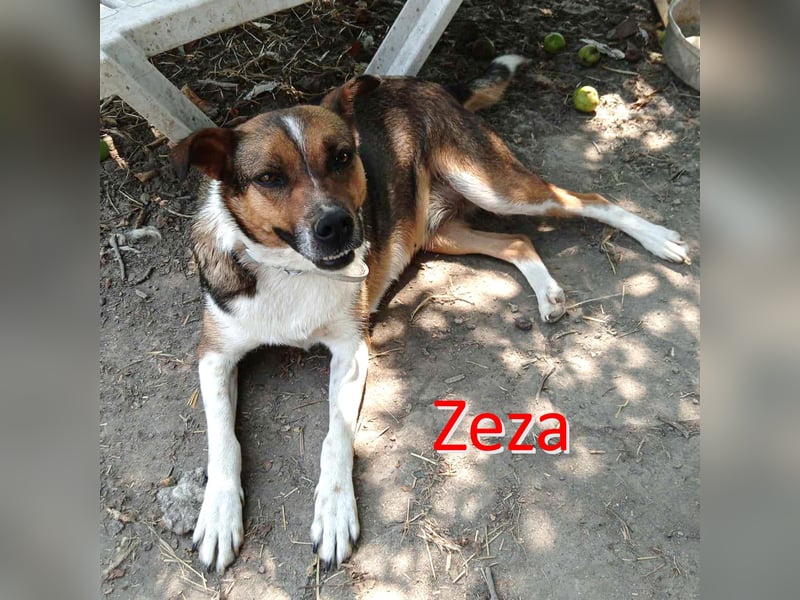 ZEZA ❤  sucht Zuhause oder Pflegestelle