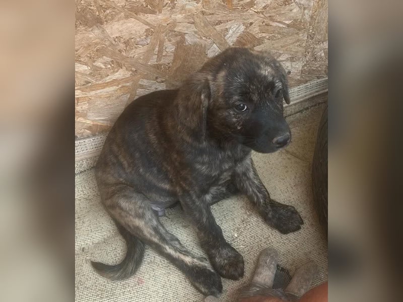 Coco, kleines Hundemädchen sucht Anschluß