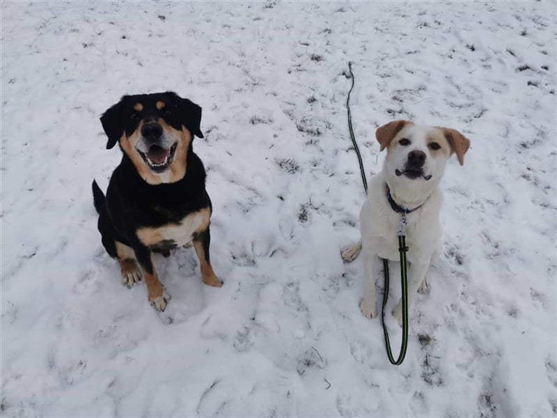 BRADY warete in 07806 Weira auf Dich