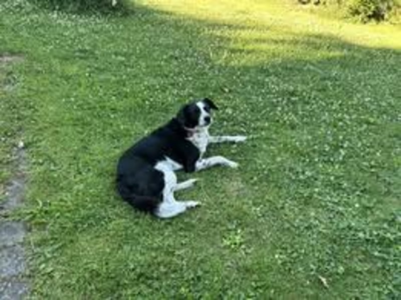 PINTO ❤️ (wird mittlerweile "Raki" genannt)  wartet in 54317 Trier-Korlingen auf Dich