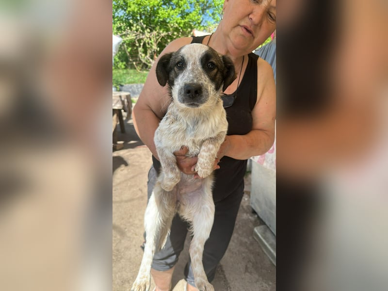 Ani, kleines Hundemädchen sucht ihre Menschen