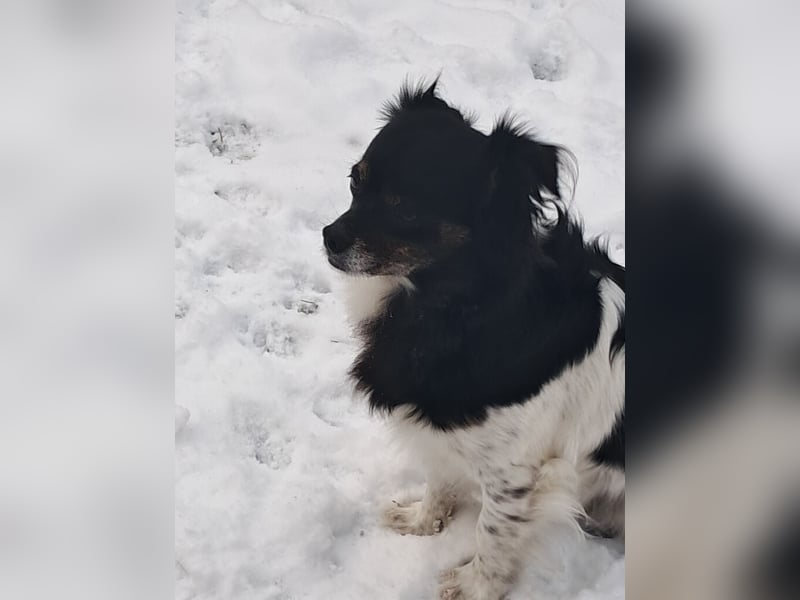 Maya, zauberhafte Hündin sucht Gesellschaft