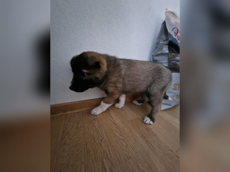 Timi, kleiner Hundemann sucht seine Menschen