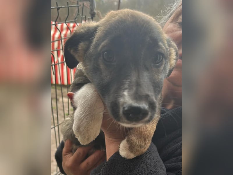 Arielle, kleine Zuckerschnute sucht Bleibe für immer