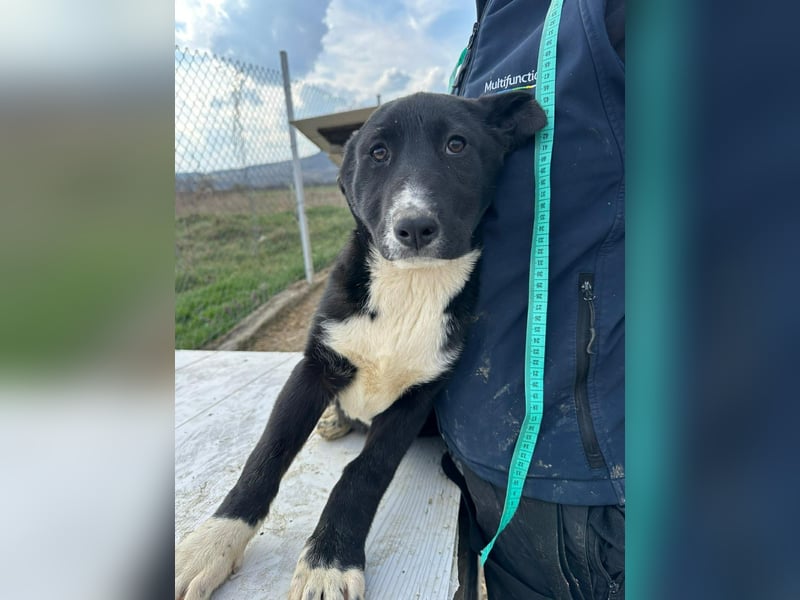 Woopy, wunderschönes Hundemädchen sucht zuverlässige Menschen