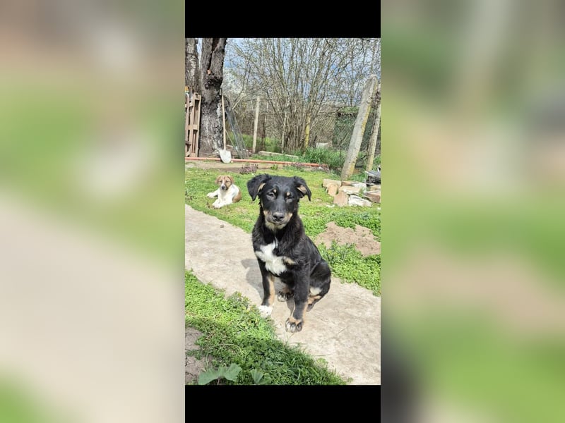 DENIRO ❤ EILIG! sucht Zuhause oder Pflegestelle