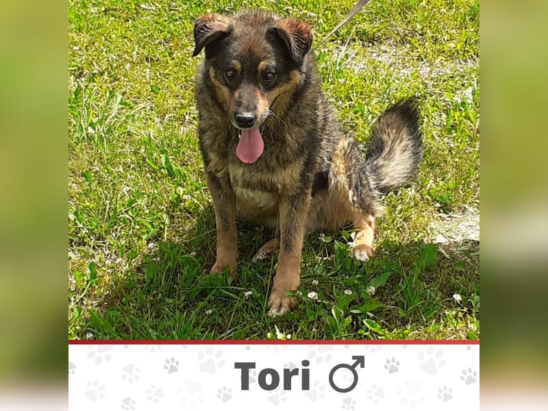 TORI ❤  wartet in 27367 Sottrum auf Dich