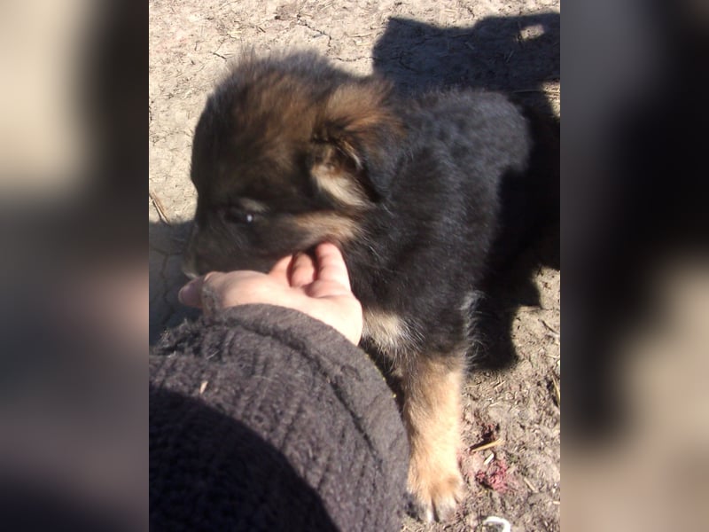 VESPA ❤ EILIG! sucht Zuhause oder Pflegestelle