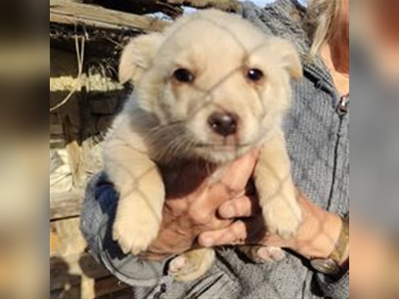 XANDRA ❤  sucht Zuhause oder Pflegestelle