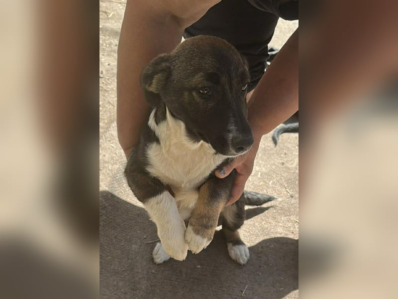 Arielle, kleine Zuckerschnute sucht Bleibe für immer