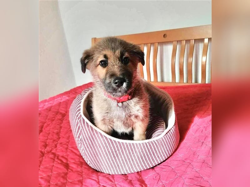 VEX ❤ sucht Zuhause oder Pflegestelle