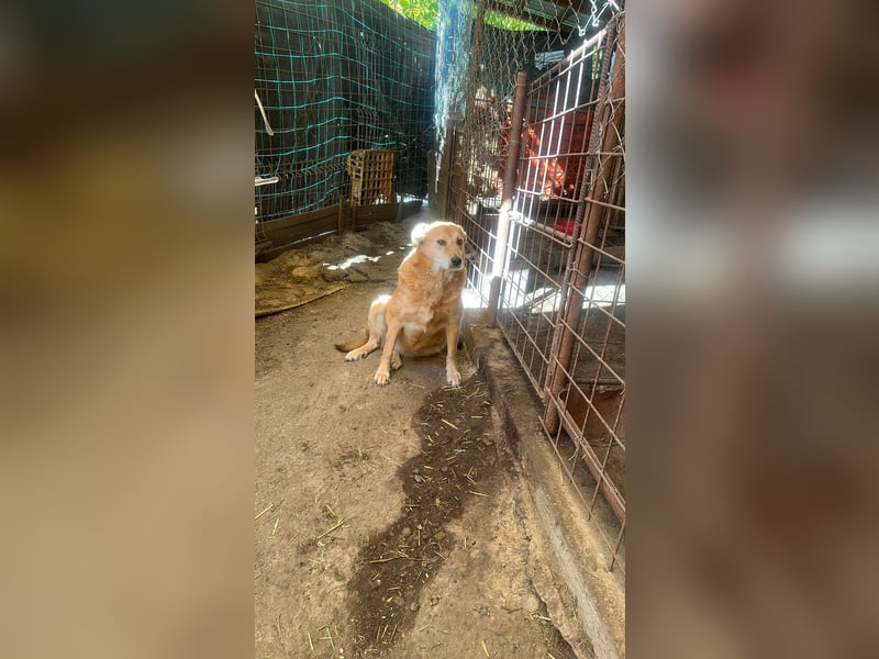 Ein Körbchen für Vulpi