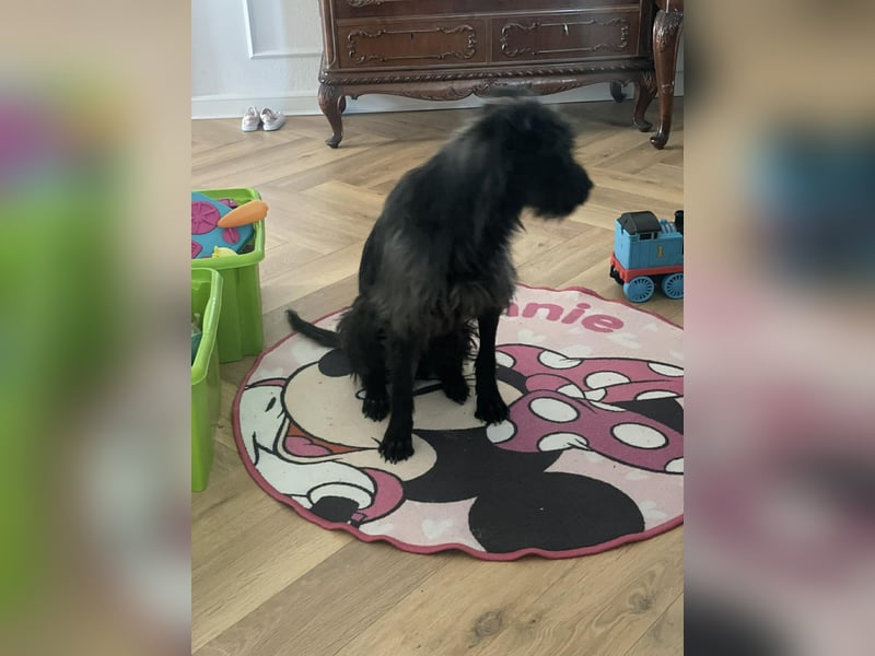 Xana, Hundemama sucht liebevolles Zuhause