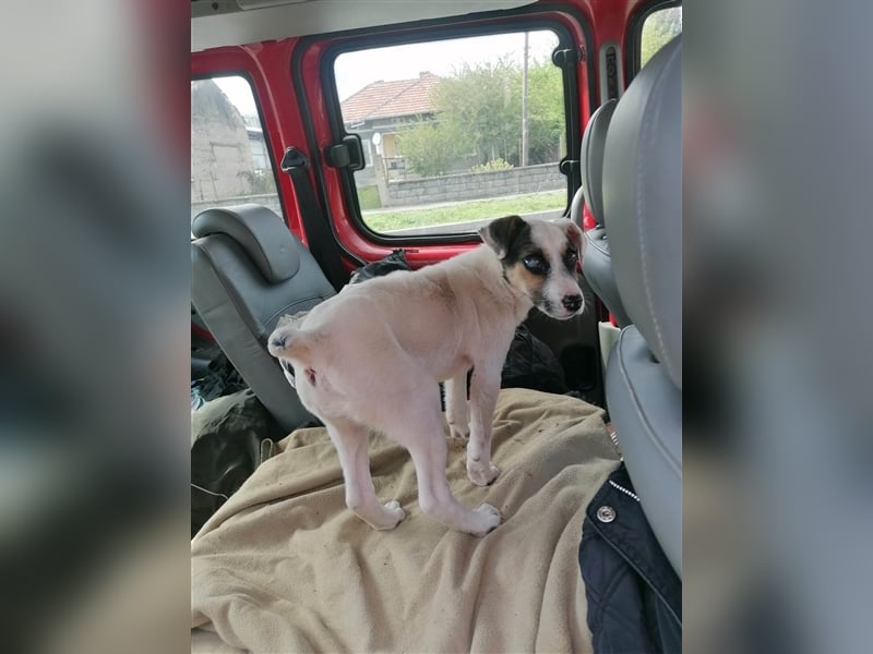 BINA ❤  sucht Zuhause oder Pflegestelle