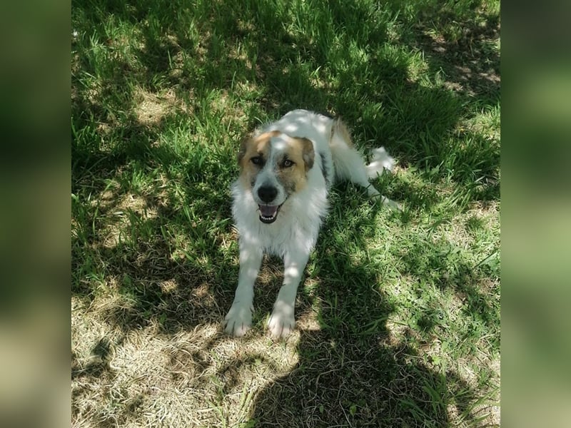 STEFFY ❤️ sucht Zuhause oder Pflegestelle