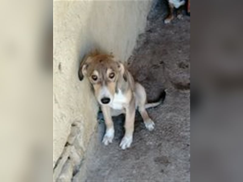 BASTIAN ❤ sucht Zuhause oder Pflegestelle