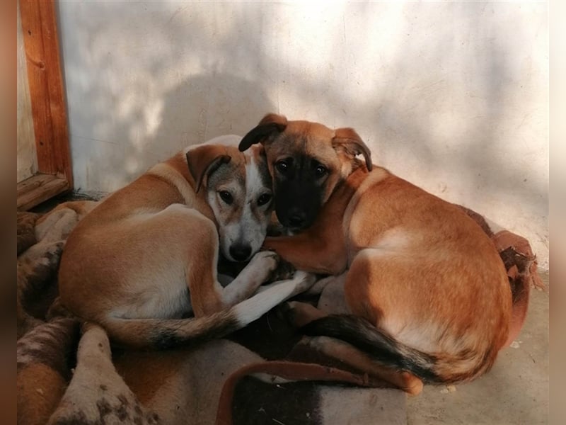 VALI ❤ sucht Zuhause oder Pflegestelle