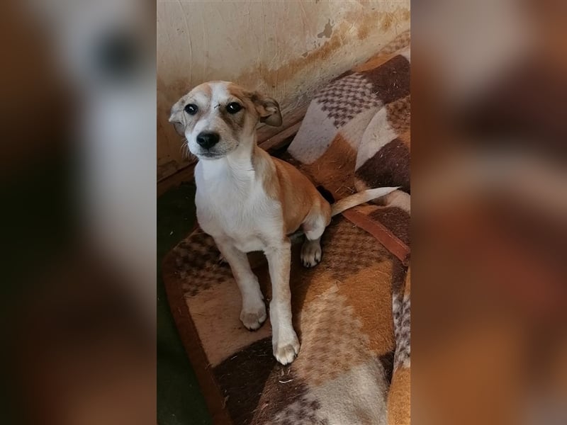 VENI ❤  sucht Zuhause oder Pflegestelle