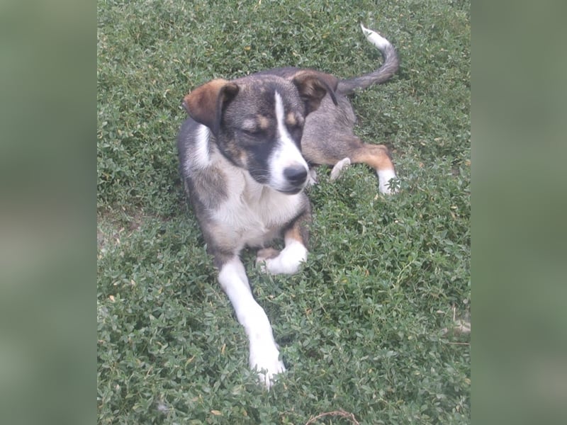 JENNA ❤  sucht Zuhause oder Pflegestelle