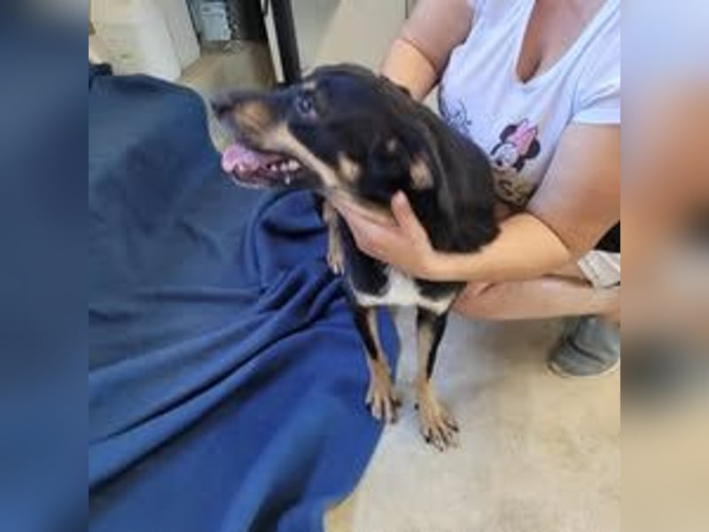 BOY ❤ EILIG! sucht Zuhause oder Pflegestelle