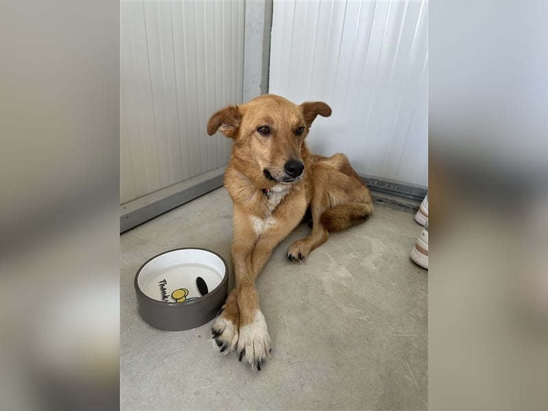 MINA ❤  wartet in 27367 Sottrum auf Dich