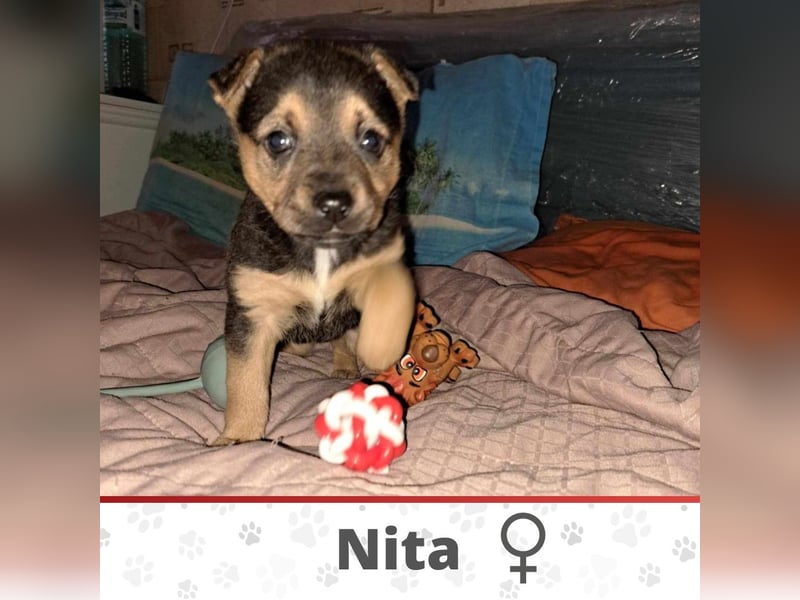 NITA ❤️ wartet in 06844 Dessau–Roßlau auf DICH