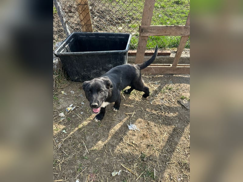 Woopy, wunderschönes Hundemädchen sucht zuverlässige Menschen