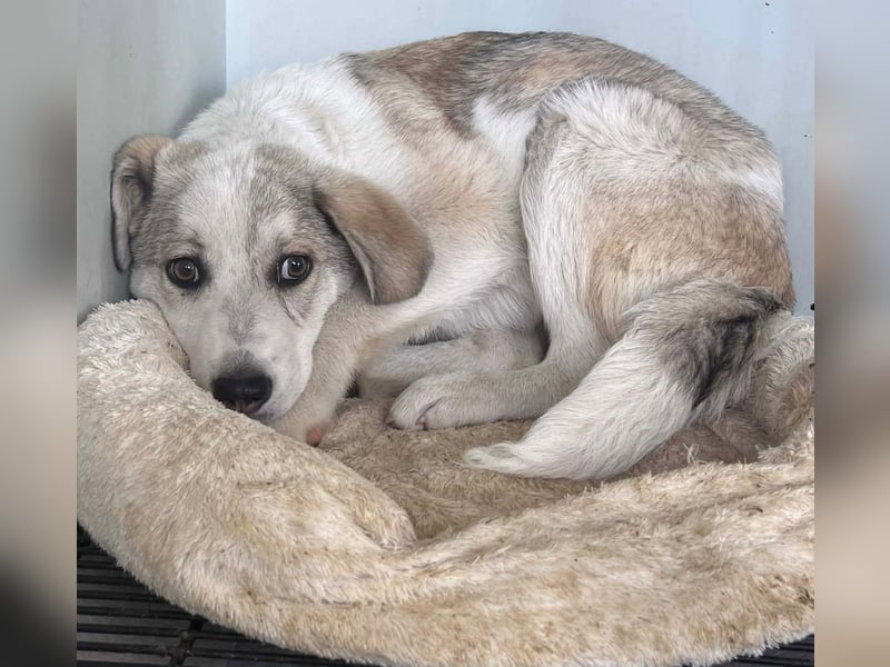 CLEO ❤  wartet in 51766 Engelskirchen auf Dich