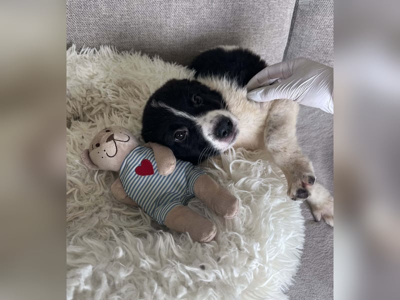 FRITZI ❤️ SEHR EILIG!  sucht Zuhause oder Pflegestelle