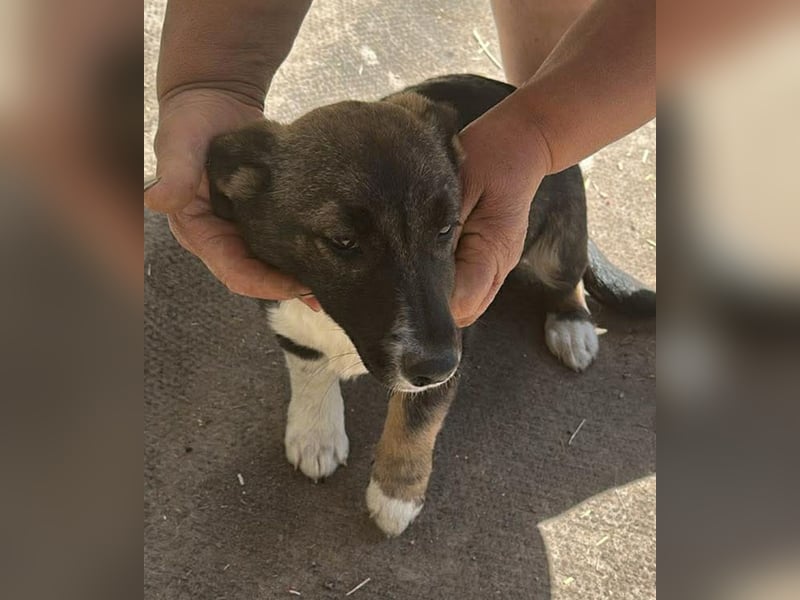 Arielle, kleine Zuckerschnute sucht Bleibe für immer