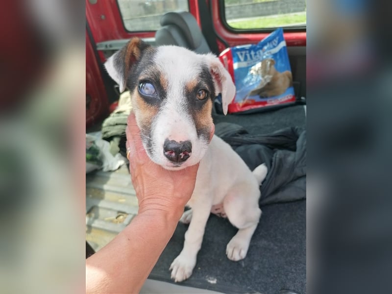 BINA ❤  sucht Zuhause oder Pflegestelle