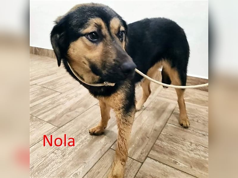 NOLA ❤ sucht Zuhause oder Pflegestelle