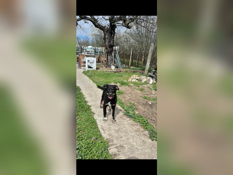 DENIRO ❤ EILIG! sucht Zuhause oder Pflegestelle