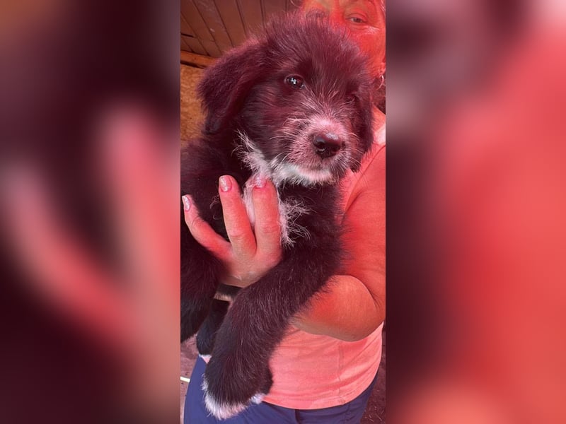Dalia, Hundekind sucht Familienanschluß
