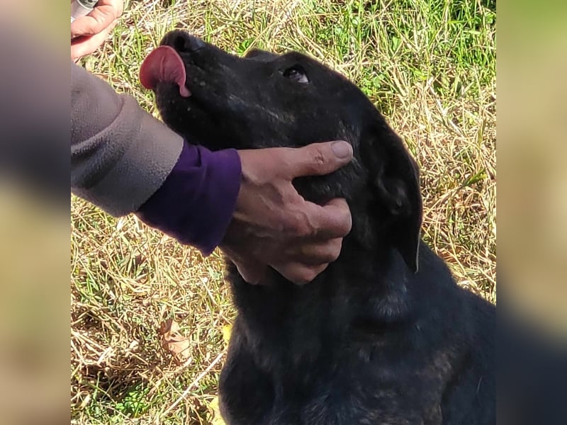 GEENA ❤ EILIG! sucht Zuhause oder Pflegestelle