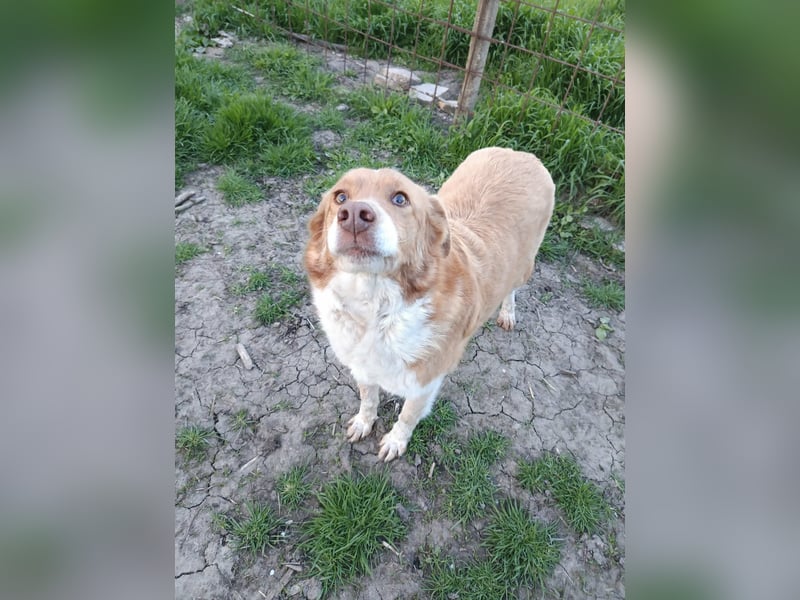 DIANA❤ EILIG! sucht Zuhause oder Pflegestelle