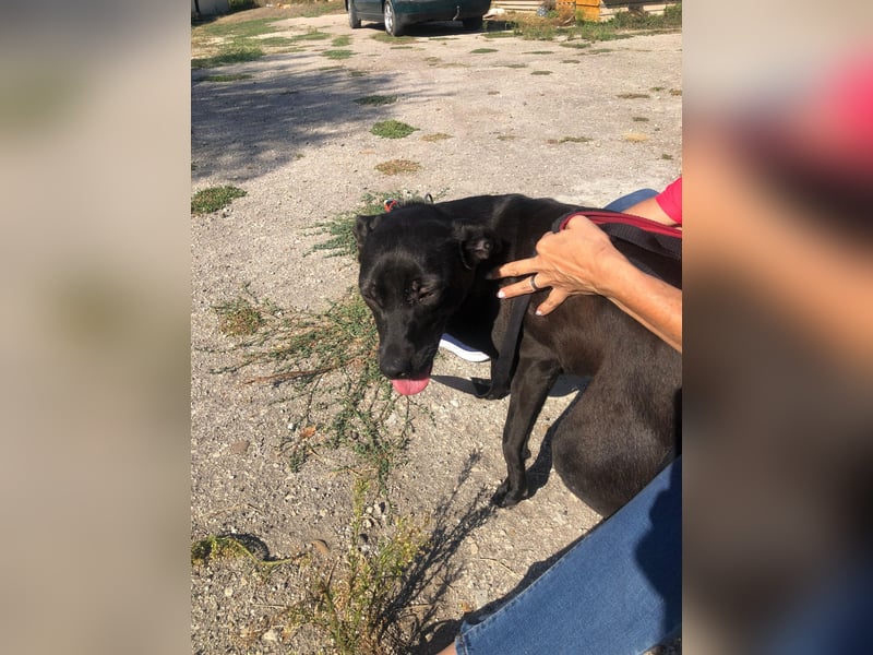 BLACK-PEARL ❤️ sucht Zuhause oder Pflegestelle