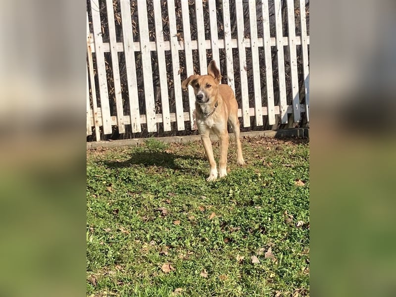 OLAF ❤ EILIG! sucht Zuhause/Pflegestelle