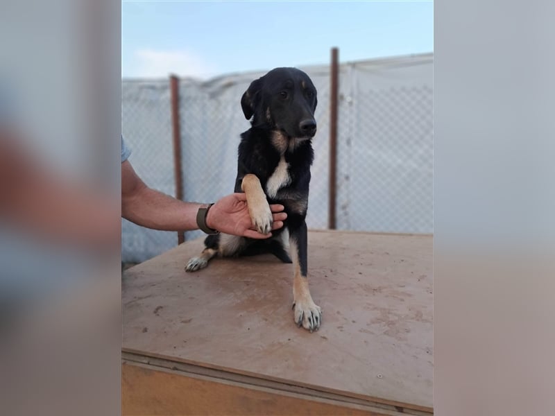 INA ❤ EILIG!  sucht Zuhause oder Pflegestelle