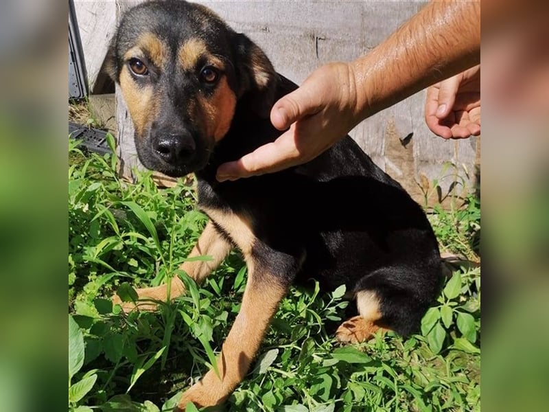 NOLA ❤ sucht Zuhause oder Pflegestelle