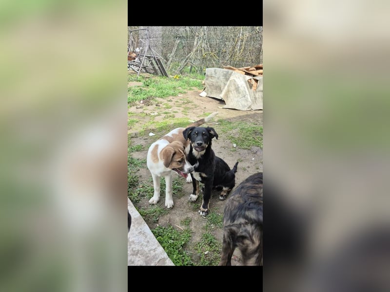 DENIRO ❤ EILIG! sucht Zuhause oder Pflegestelle