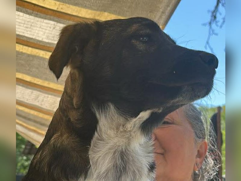 Ava, zauberhaftes Hundemädchen sucht ihre Menschen