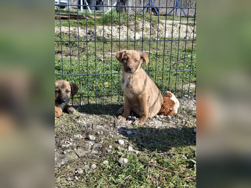 CALISY ❤ EILIG! sucht Zuhause oder Pflegestelle