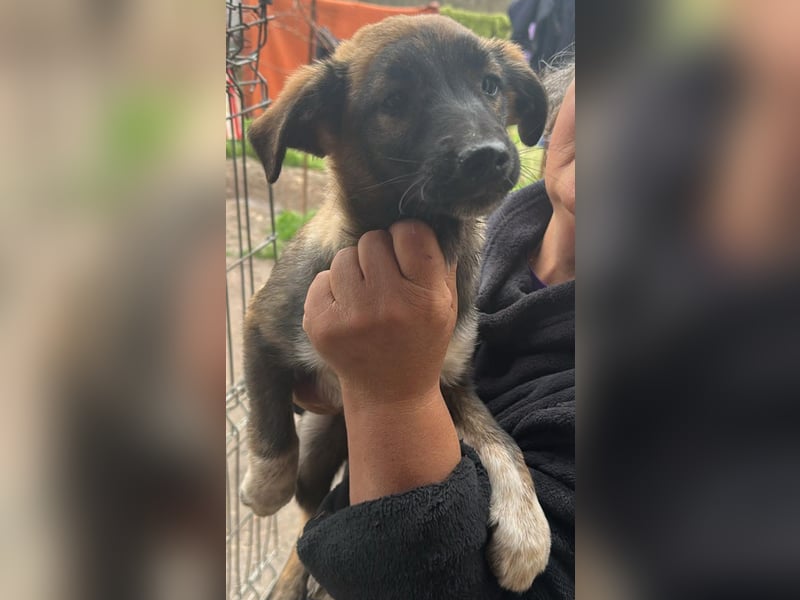 Alleen, kleine Schönheit sucht liebevolles Zuhause