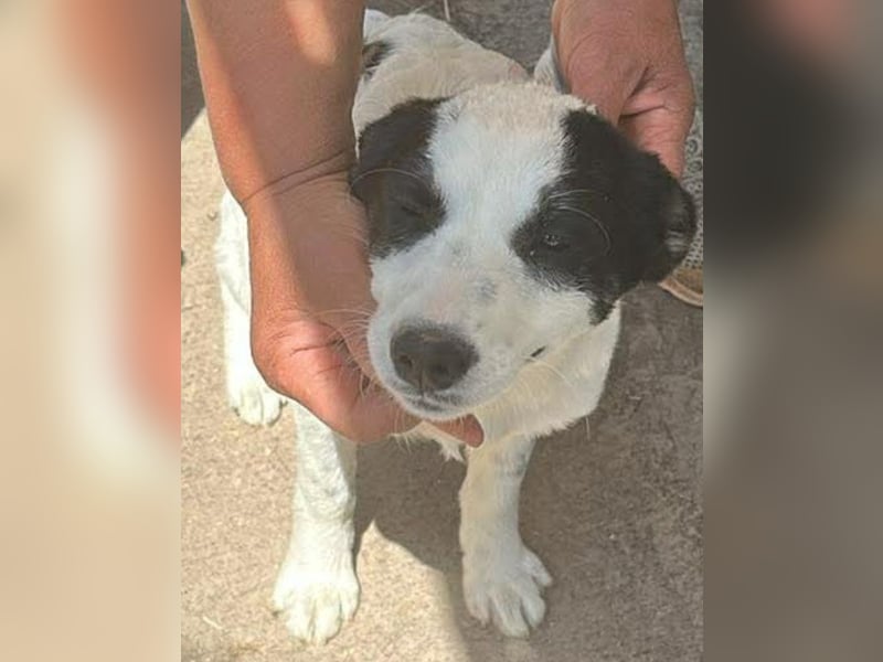 Amelia, kleines Hundefräulein sucht liebevolle Hände