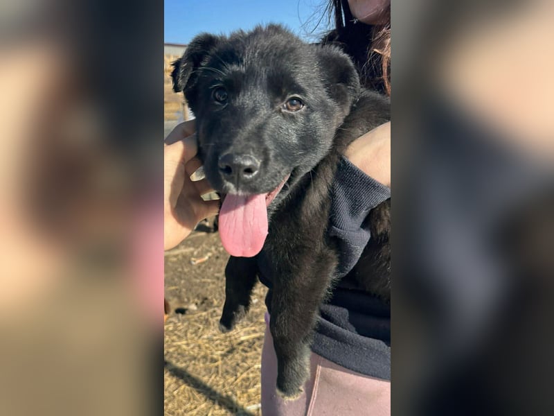 Wolle, lustiger Hundebub sucht sein Glück