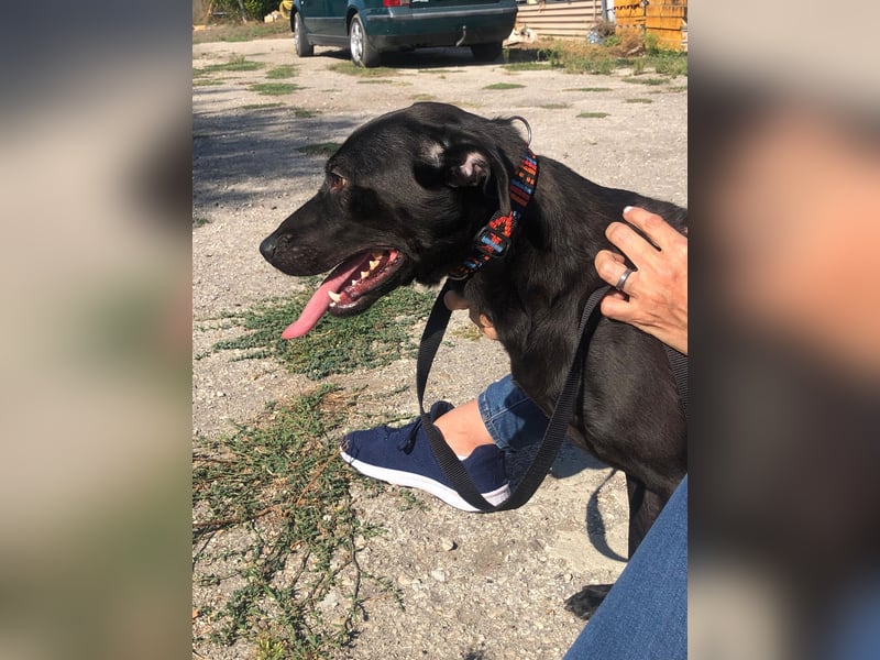 BLACK-PEARL ❤️ sucht Zuhause oder Pflegestelle