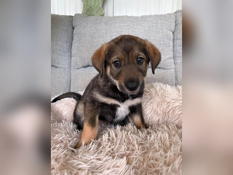 LILOU ❤️  wartet in Hamburg auf Dich